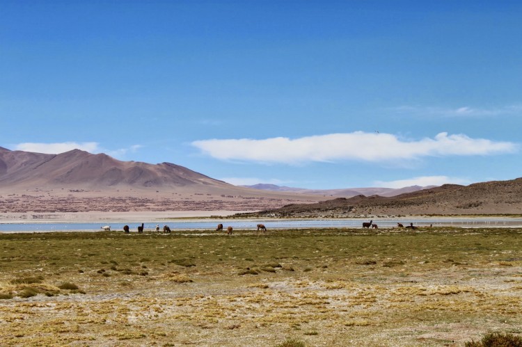 Salar de Tara