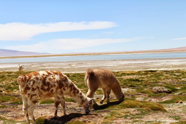 Salar de Tara