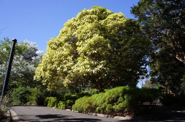 Maranoa Gardens