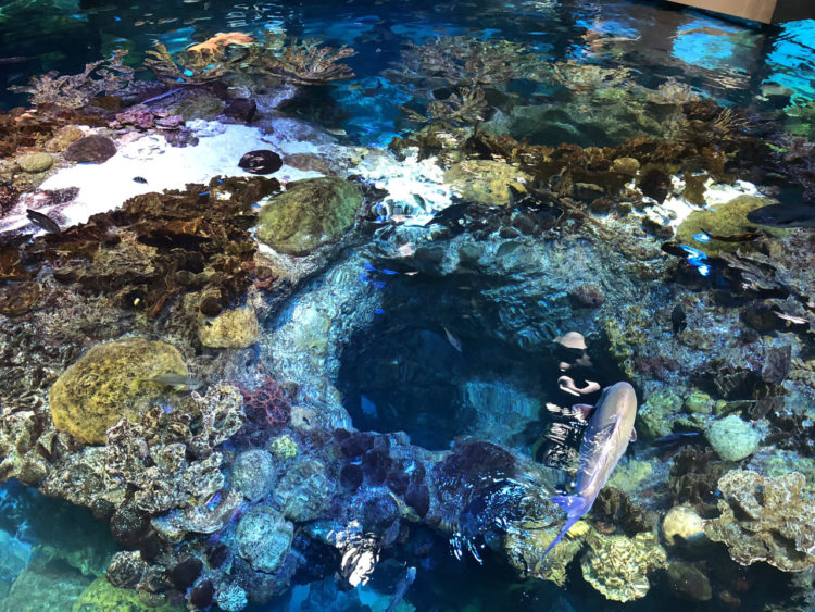 New England Aquarium: o aquário de Boston