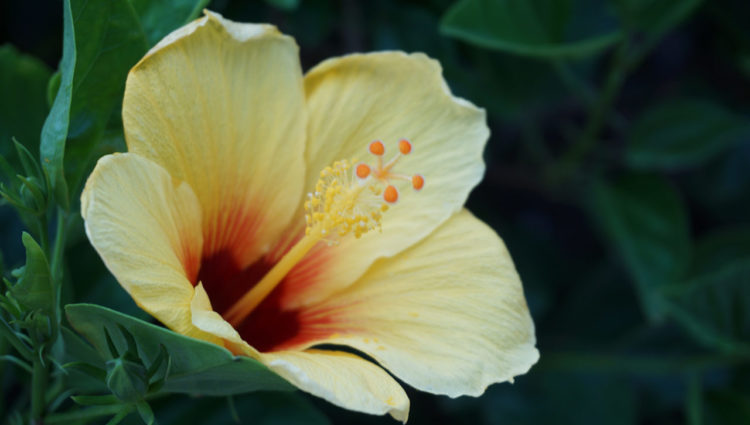 Hibiscus, a flor do Hawaii