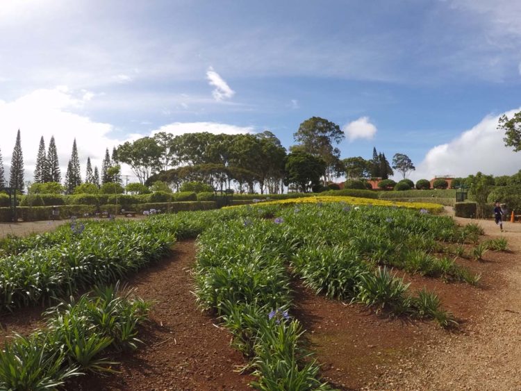 Dole Plantation