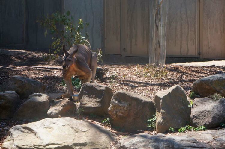 Canguro na Austrália