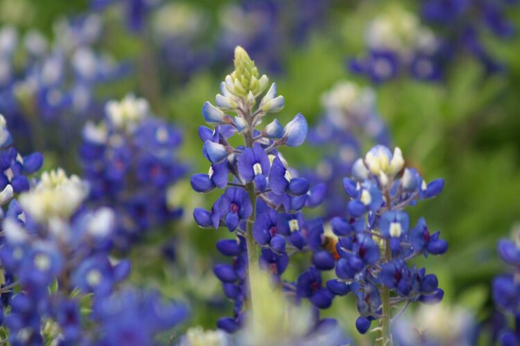 Curiosidades sobre o Texas: bluebonnet, a planta típica do estado do Texas